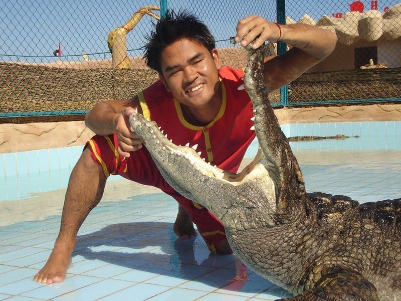 pokaz krokodyli w Szarm el-Szejk
