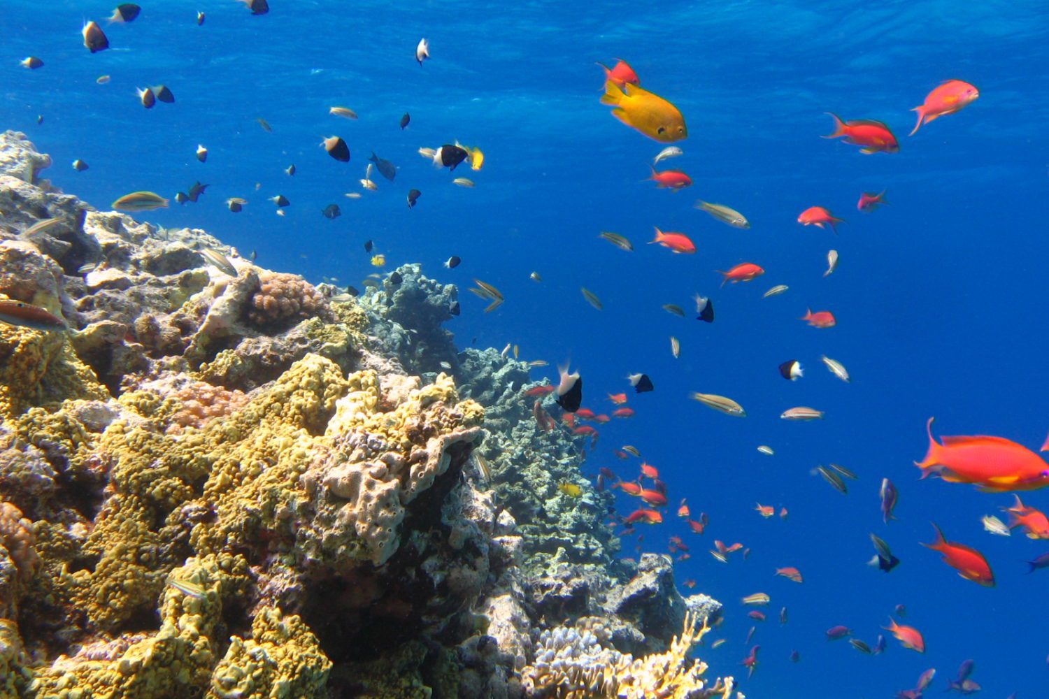 Trivaeg Egipt wycieczki statkiem do Marsa Alam: Z Marsa Alam: Seacope Łódź podwodna Wycieczka z Przelewem.