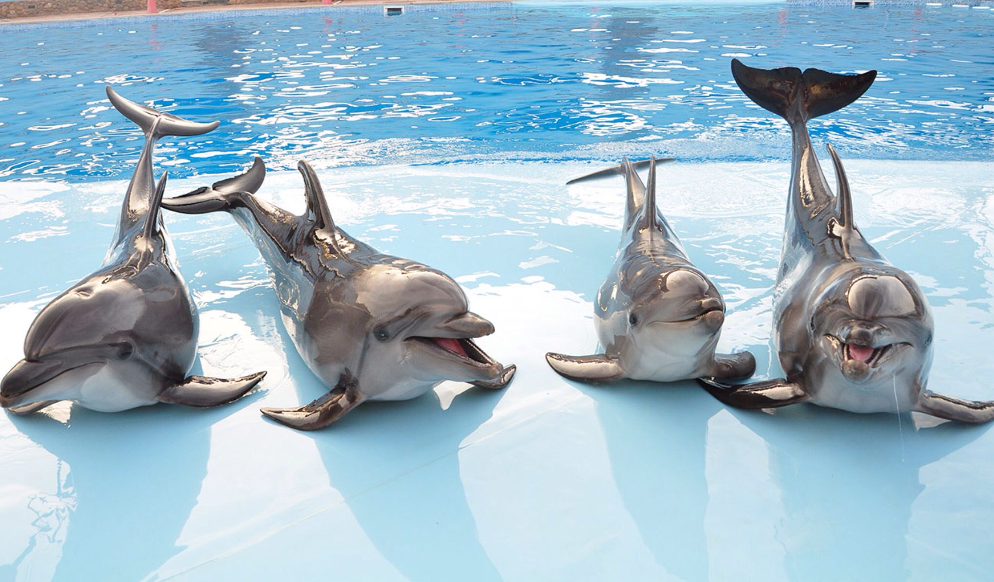 Z Hurghady: Bilety i transfery na pokaz delfinów.