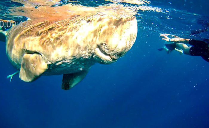 Trivaeg Egipt: wycieczki statkiem do Marsa Alam: Z Marsa Alam: Snorkowanie Z Żółwiem.